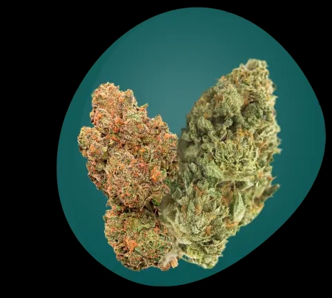 Zwei präparierte Cannabisblüten mit