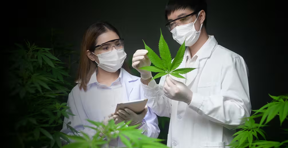 Zwei Wissenschaftler untersuchen in einem Labor eine Cannabis-Pflanze mit Schutzmasken und weißen Kitteln.