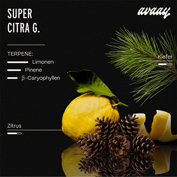 avaay 31/1 SCG Super Citra G