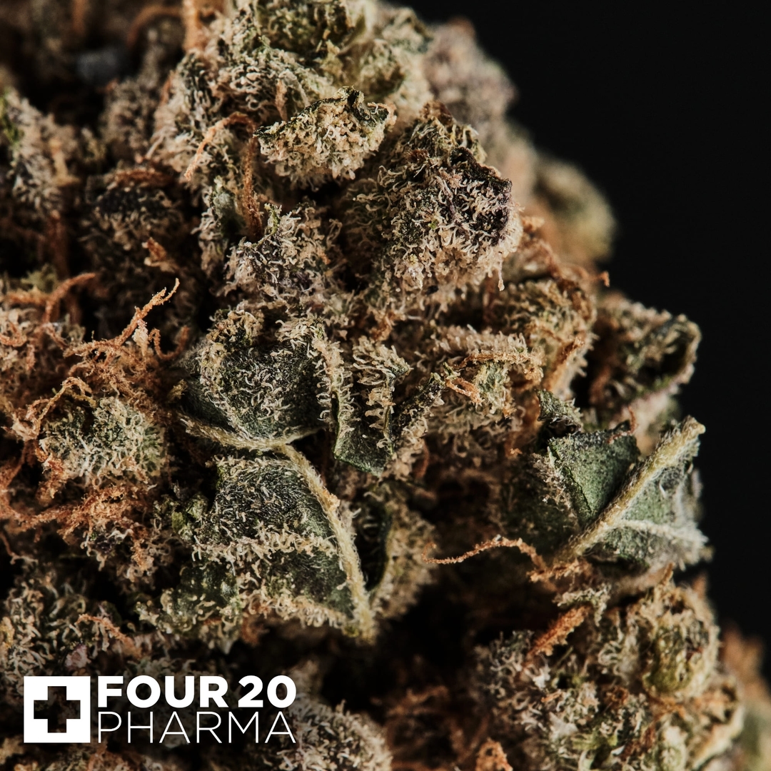 Huala 22/1 CA GRF Grape Face