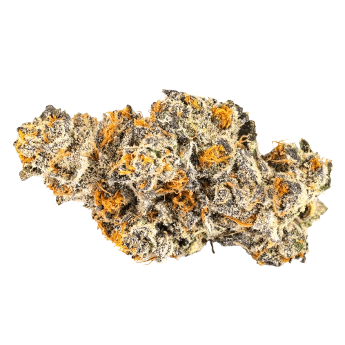 24/1 Amici PKI Pink Kitty