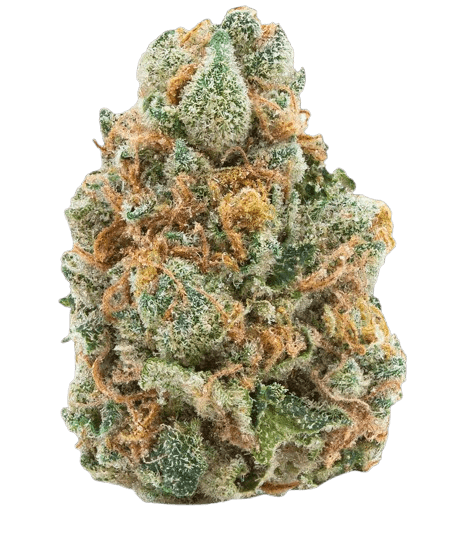 31/1 Amici AS Atomic Sour Grapefruit