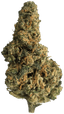 33/1 Amici AC Animal Cookies