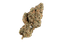 420 Compound 30/1 CA BBW Bling Blaow