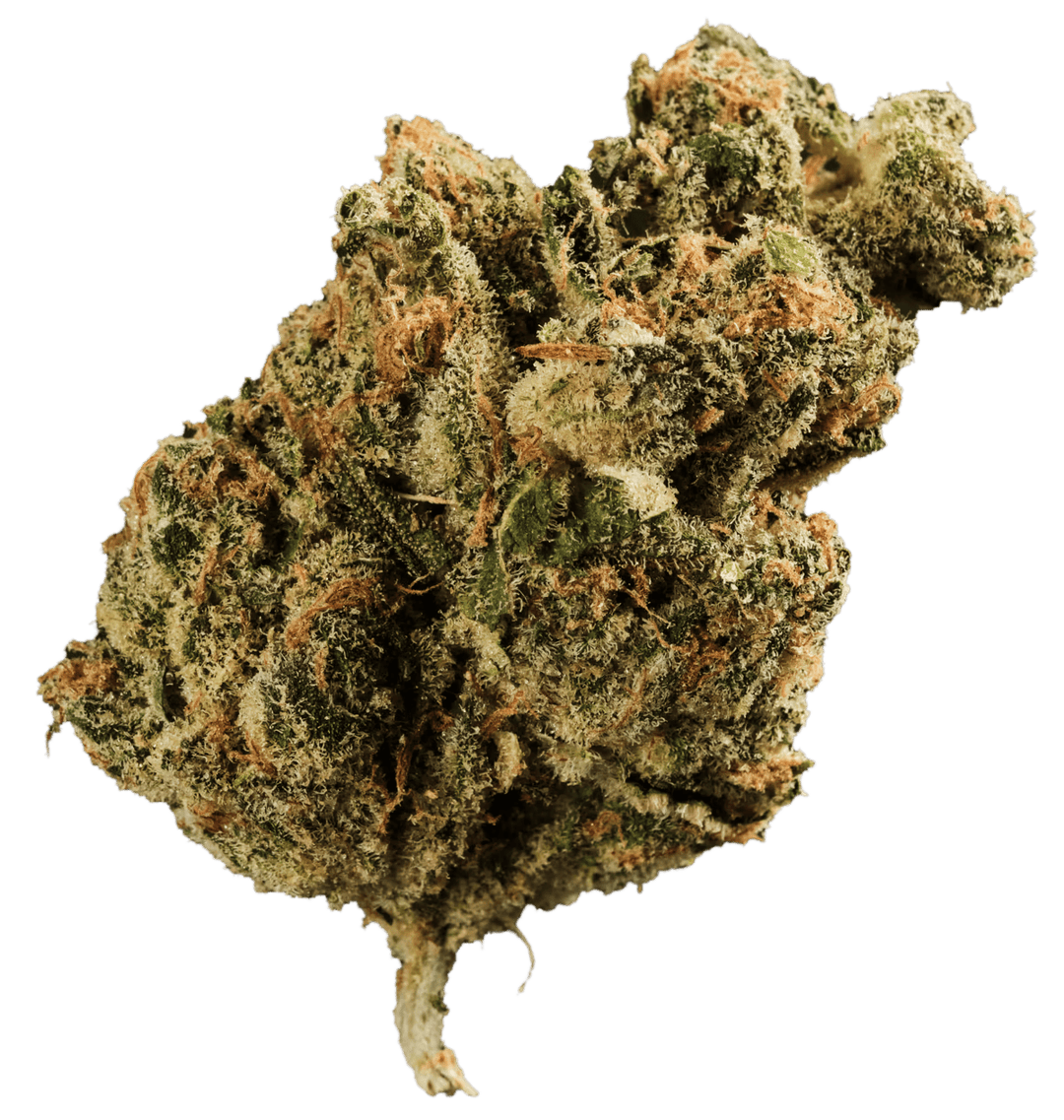 420 Evolution 22/1 CA PLD Plum Driver