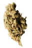 420 Evolution 25/1 CA BUL Bucket List