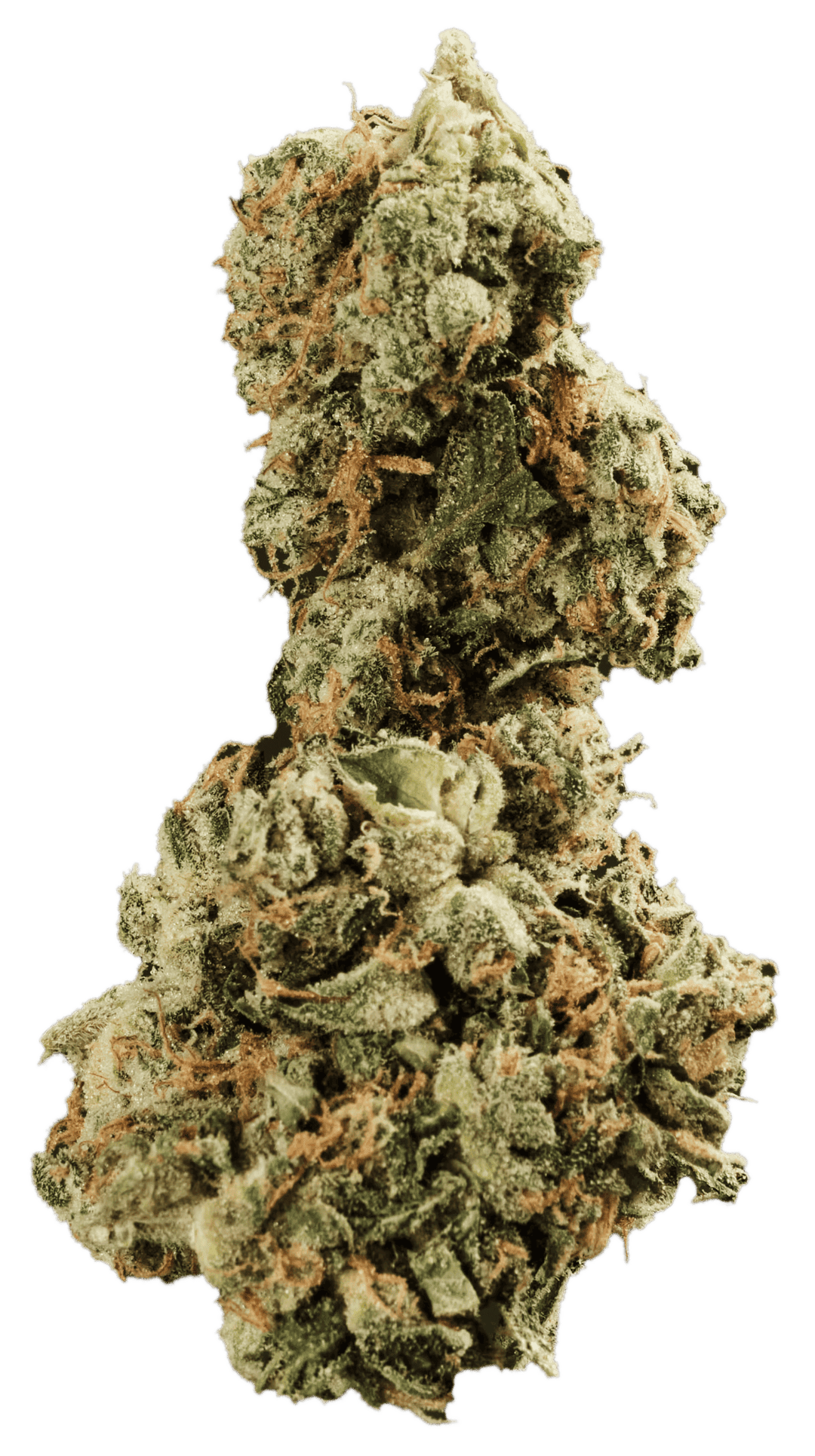 420 Evolution 30/1 CA GMO Cookies