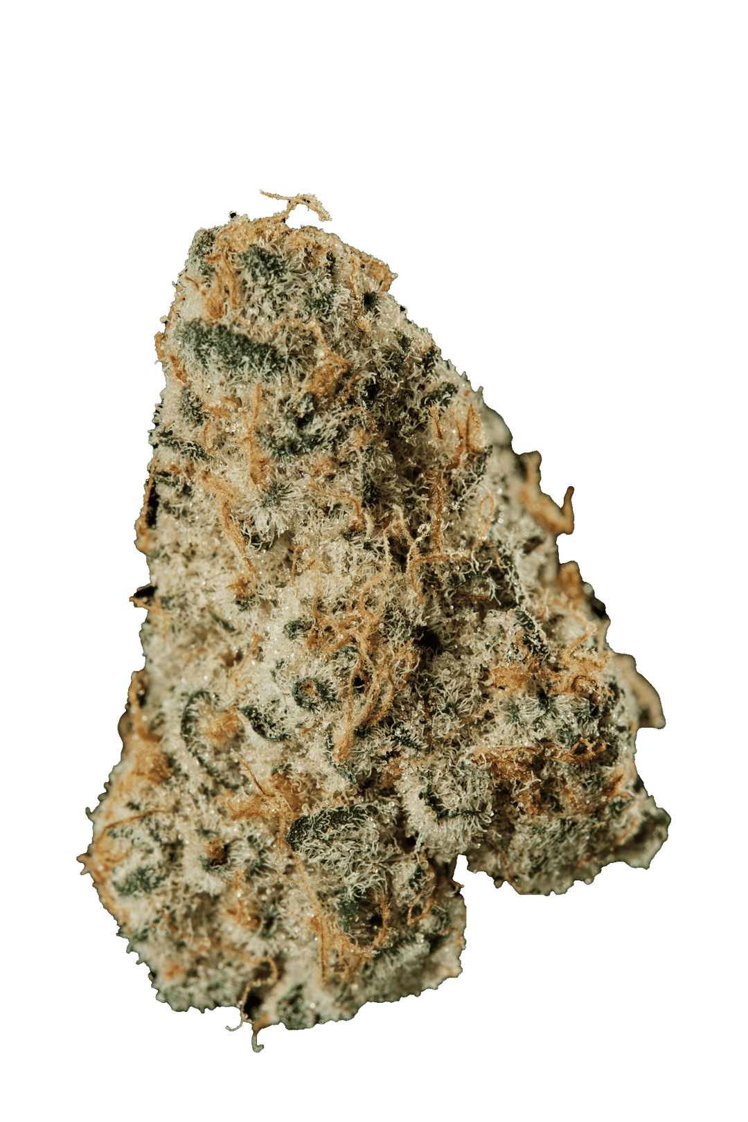 420 Evolution 33/1 CA MSP Masterpiece