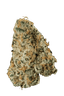 420 Evolution 33/1 CA MSP Masterpiece