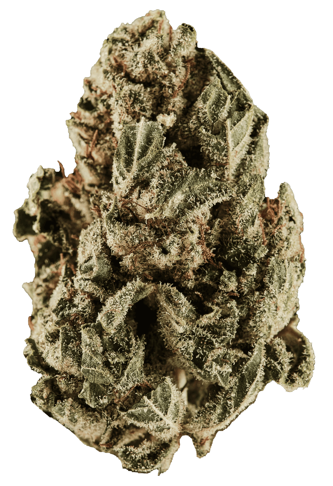 420 Sungrown 22/1 CA DOG Chemdog