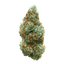 All Nations LT 25/1 Lemon Tartz