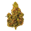 Amici 28/1 CLD Clementine Dream