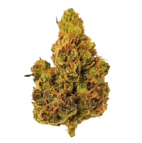 Amici 28/1 CLD Clementine Dream