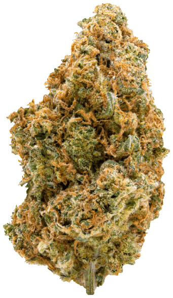 Amici 31/1 STD Stardawg