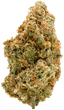 Amici 31/1 STD Stardawg