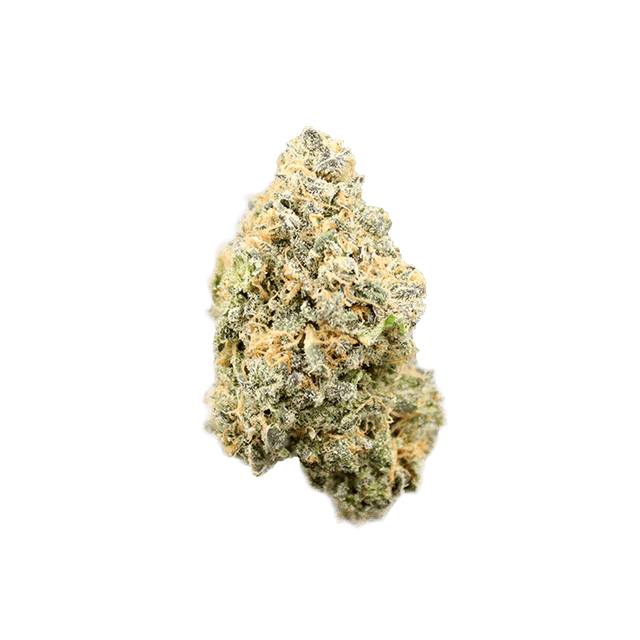 avaay 24/1 BPM Baby Pam