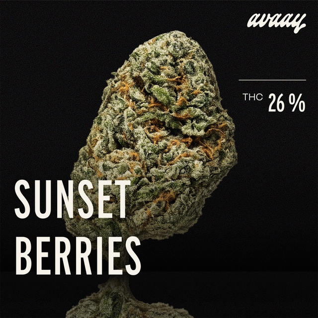 avaay 26/1 SB Sunset Berries