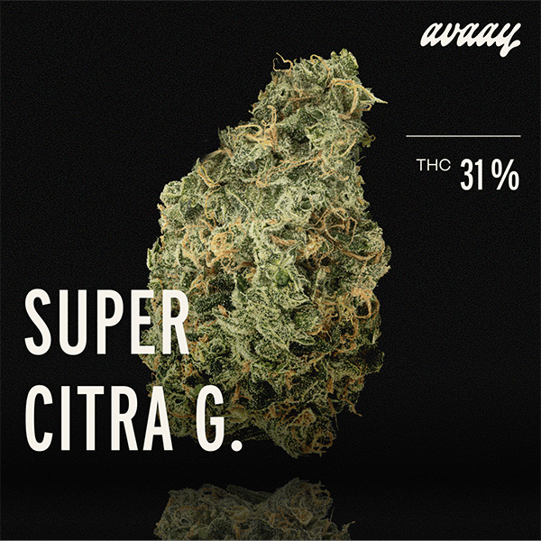 avaay 31/1 SCG Super Citra G