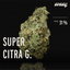 avaay 31/1 SCG Super Citra G