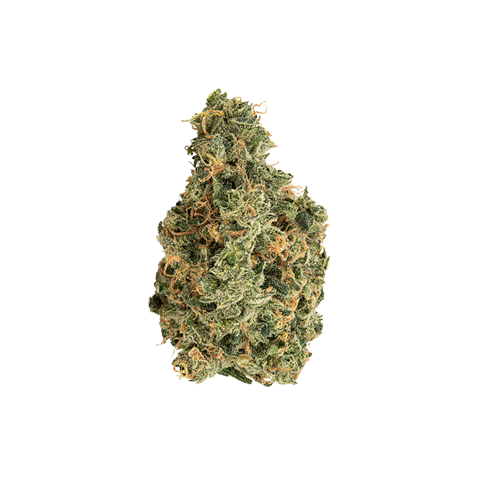 avaay 31/1 SCG Super Citra G