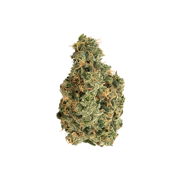 avaay 31/1 SCG Super Citra G