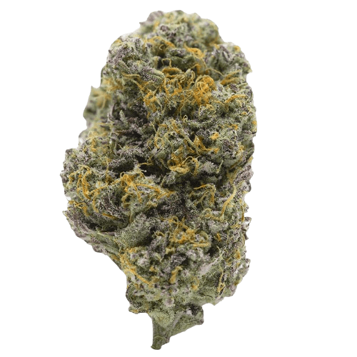 Barongo 26/1 VPR Lemon Viper Mimosa