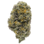 Barongo 26/1 VPR Lemon Viper Mimosa