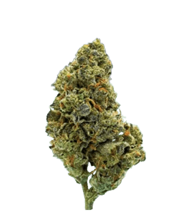 Beacon GM T30 Guava Mints