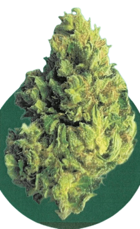 BG 15 YG COL Y Griega