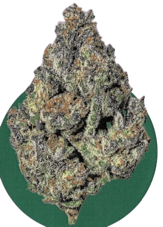 BG 22 GPG COL Grape Gasoline