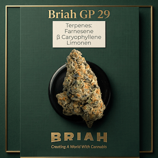 Briah GP 29 Grape Pie