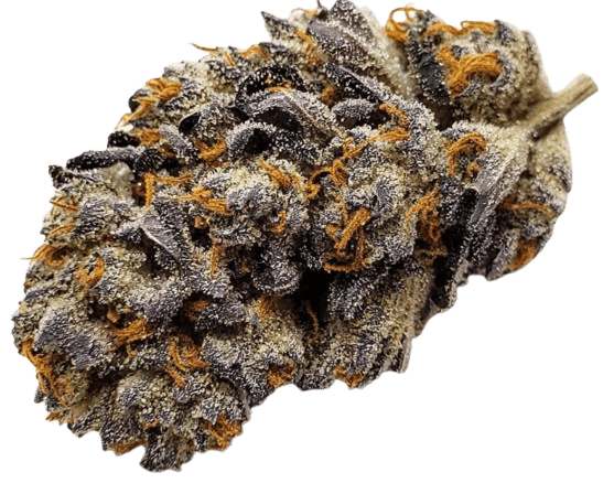 Buuo 24/1 RP Lost Angel Afghan