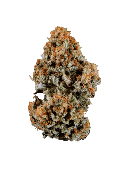 Candoro ethics 20:1 Hybrid SoMa Somango 