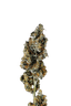 Candoro ethics 22:1 Hybrid OGK OG Kush