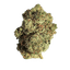 CannabiStada 20/1 PIK Pink Kush
