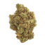 Cantourage MAC 1+