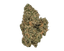 CherryCo 23/01 GOG-K Gelato OG