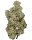 Cookies 2.0 Medellin 26/1 CAN