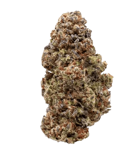 DrWatson 24 TO AUS Tamarindo