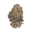 DrWatson 26 AO AUS Apricot Oreoz