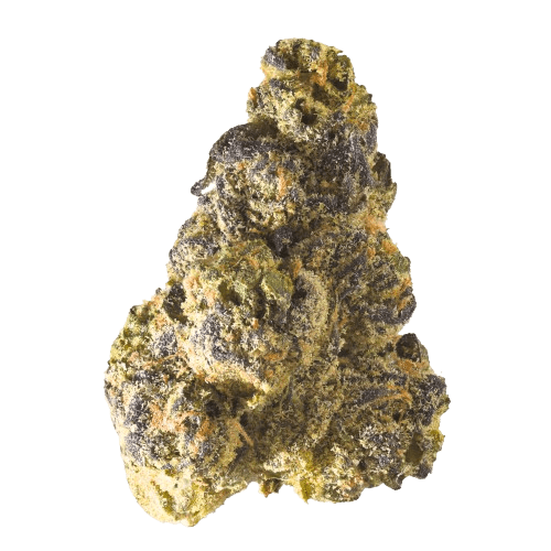 Endo Canna MSH 26/1 Mimosa Shot