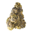 Endo Canna MSH 26/1 Mimosa Shot