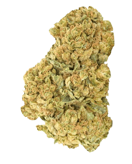 Good Supply THC25 BCR Beach Crasher