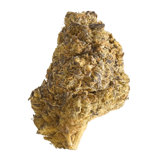 Hi Society WT 27/1 White Truffle