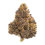 Legend's RP 34/1 Rainbow Pavé