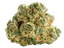 LIT 29/1 MKU Master Kush