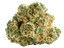 LIT 31/1 MKU Master Kush