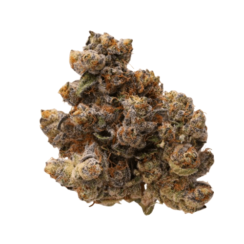 LOT 420 GLT Gelato33
