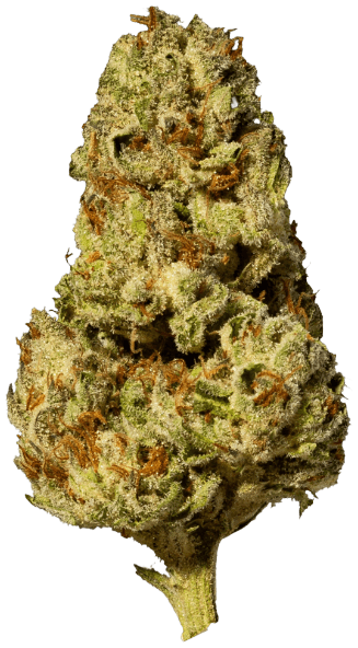 NICE 22/1 BCC Blueberry Cheesecake