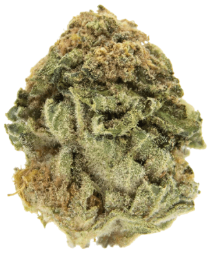 NICE 24/1 LVC Lava Cake